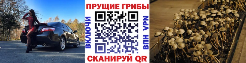 MEGA вход  Благовещенск  Псилоцибиновые грибы Psilocybe 